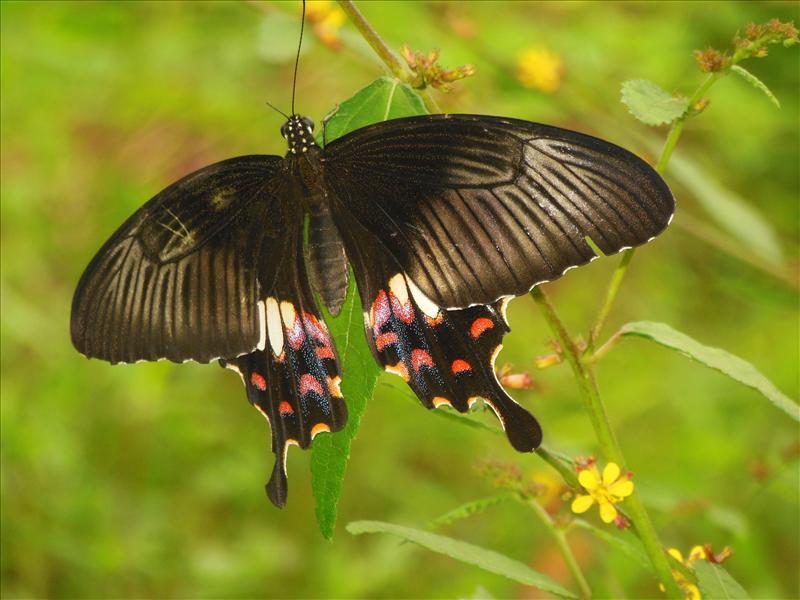 'Common Mormon' Butterfly...